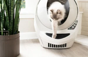 Litter Robot 3 Flashing Blue Light