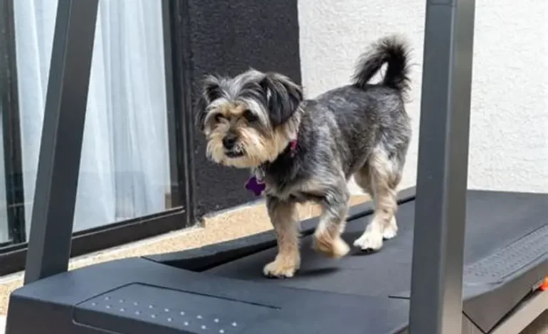 best vacuum for wood floors