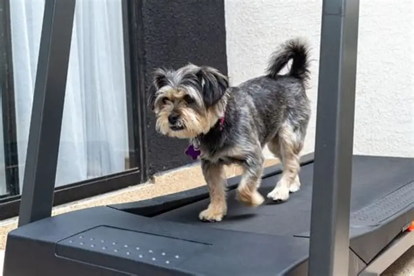 GoPet Treadmill for Small Dogs: 2026 PetRun PR700 Review